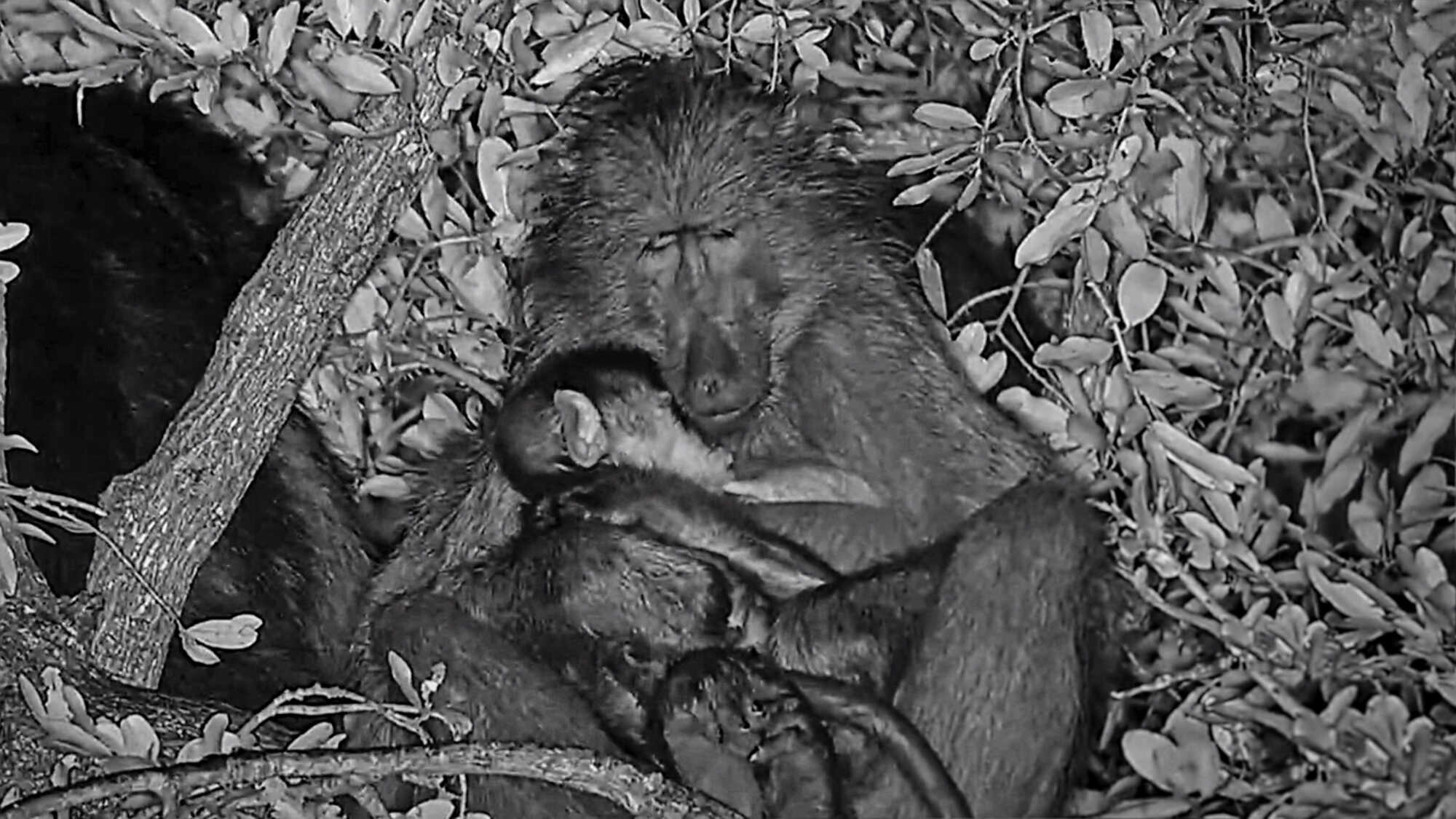 Monkey