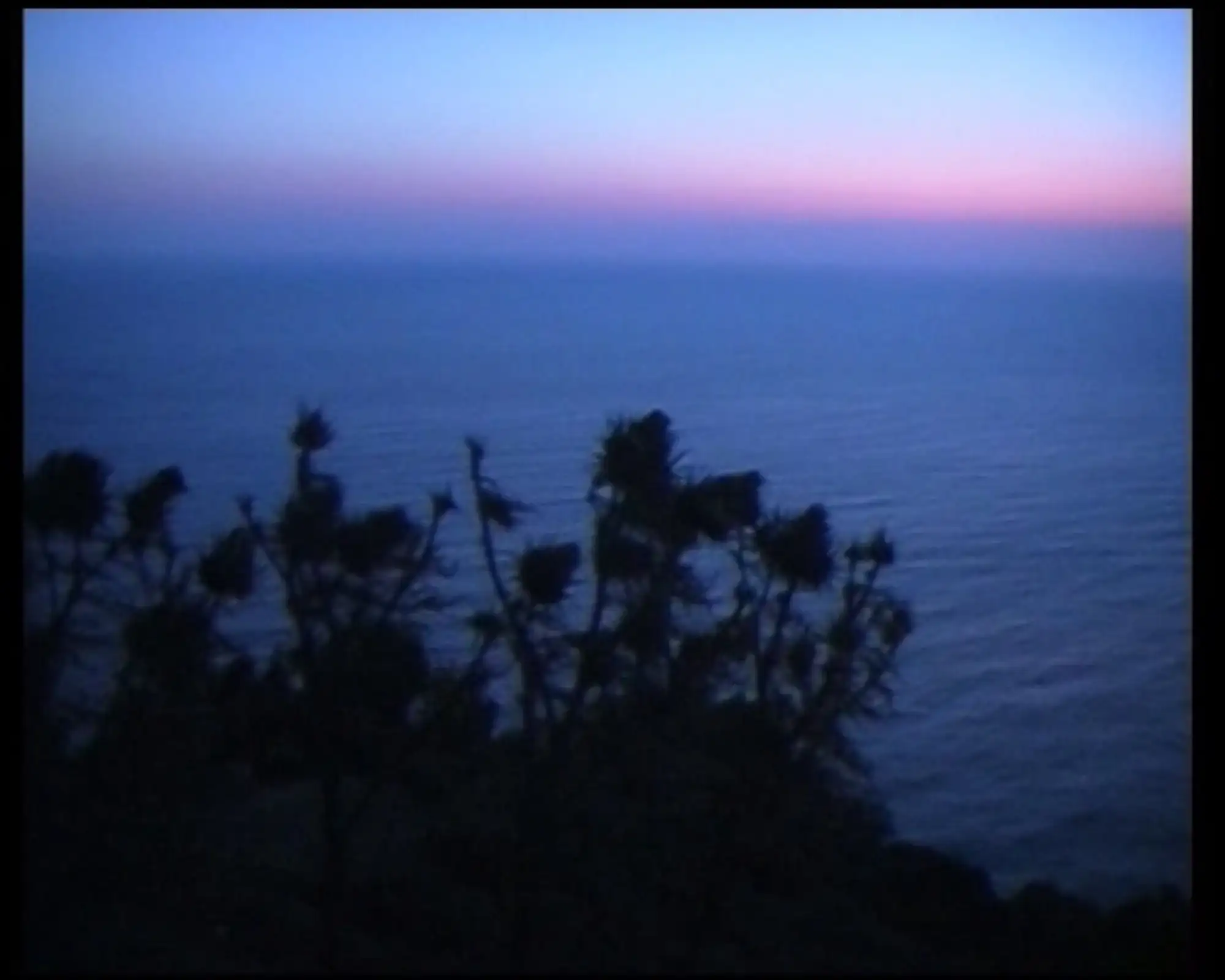 Aussicht zur blauen Stunde: vorne unscharf Pflanzen, im Hintergrund das Meer.