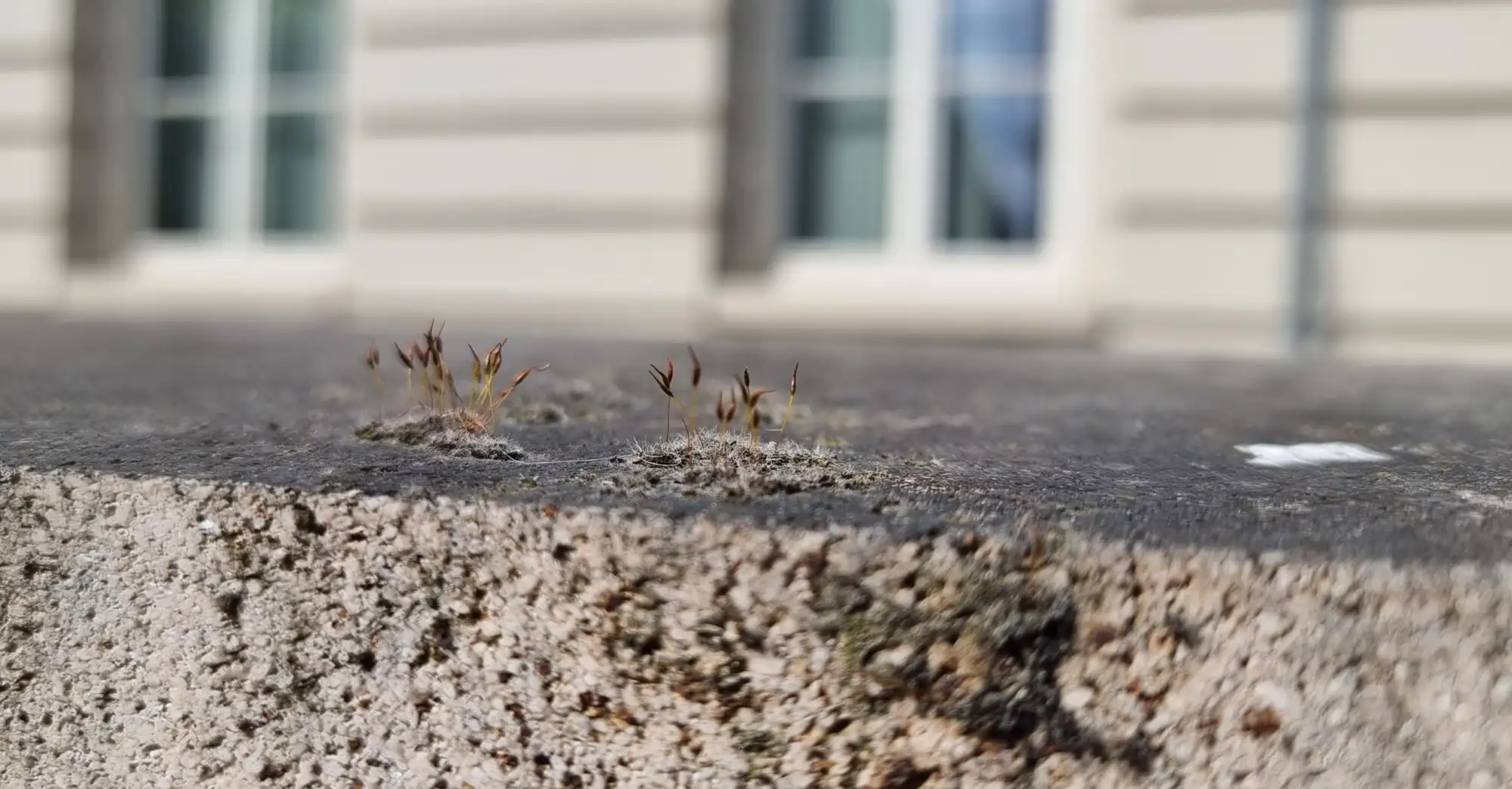 Kleine Pflänzchen am Beton wachsend