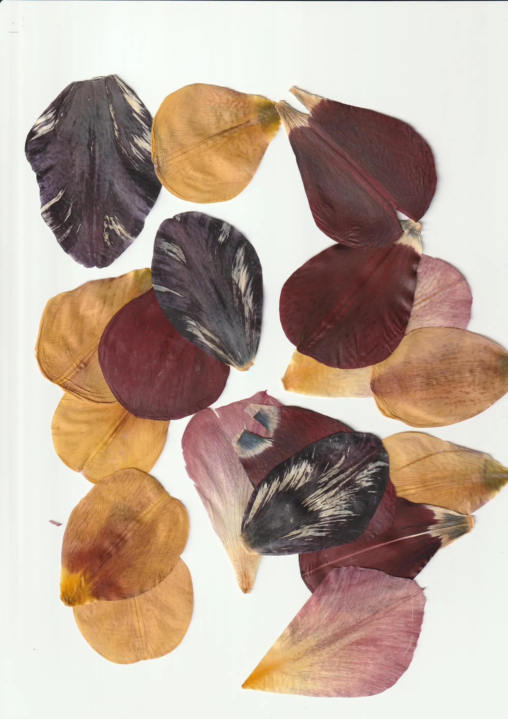 getrocknete Blütenblätter in Gelb, Rosa und Rot auf leuchtend weißer Oberfläche